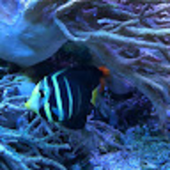 Meet your Posher, Arilyn - Picture 1 of 1